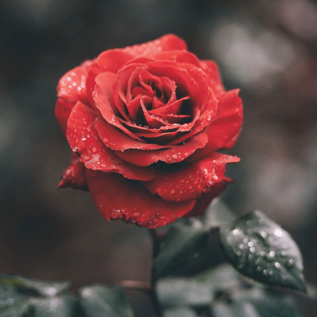 red rose, about Westside Doula, End of Life Doula in the Portland, OR area, Grief Coach